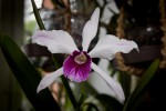 Cattleya (Laelia) purpurata semi-alba striata.jpg