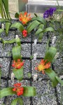 Daubenya aurea_red form_resize.jpg