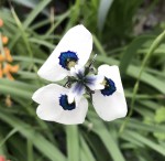 Moraea aristata_#965_a_resize.JPG