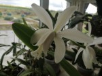 Cattleya intermedia v. alba.jpg