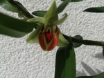 Dendrobium cruentum.jpg