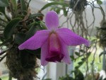 Laelia dayana.jpg