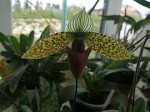 Paphiopedilum sukhakulii.jpg