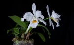 Cattleya gaskelliana var. alba.jpg