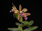 Cattleya granulosa.jpg