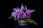 Cattleya warneri.jpg