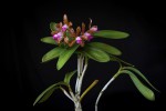 Cattleya leopoldii.jpg