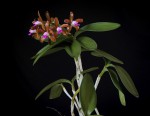 Cattleya leopoldii1.jpg