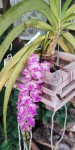 Aerides multiflora.jpg