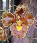 Oncidium crispum.jpg