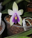 Phal20240915.jpg