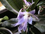 IMG_1427.JPG
