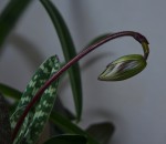 Paph. tonsumF.jpg