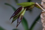 Paph.platyphyllum.jpg