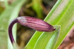 Paph. philippinense.jpg