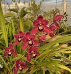 Cymbidium 1 červené_d_resize.jpg