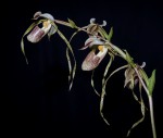 Paph.platyphyllum -.jpg