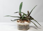 Paphiopedilum armeniacum.jpg