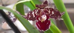 Odontoglossum Black Tiger.jpg