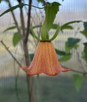 Canarina canariensis #70_f_resize.jpg