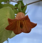 Canarina canariensis #70_g_resize.jpg