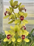 Cymbidium 7 zelenožluté_d_resize.jpg