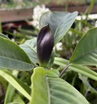 Solandra grandiflora_c_2025_resize.jpg