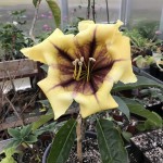 Solandra grandiflora_b_2022_resize.jpg