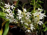 Dendrobium 1.jpg