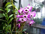 Dendrobium 2.jpg