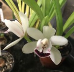 Cymbidium 10 Ice on Fire 'Nikkietta'_resize.jpg