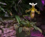 Paphiopedilum tranlienianum--.jpg