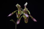 Paph. haynaldianum.jpg