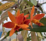 Laelia purpurata x Cattlianthe 'Trick or Treat' #105_f_resize.jpg