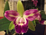 catleya 08082010.jpg