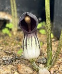 Arisarum simorrhinum #962_2024_e_resize.jpg