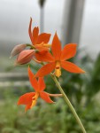 Encyclia vitellina #100_2025_e_resize.jpg