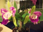 catleya 080820102.jpg