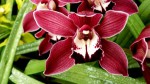 Cimbidium_Rödkobb.jpg