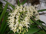 Den.speciosum74.JPG