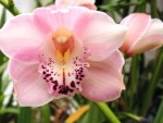 Cymbidium Malagesi Sonata.jpg