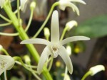 Den. speciosum var. hilii (1).jpg