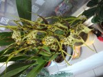 brassia.jpg