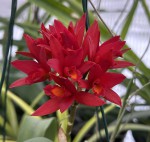 Cattleya malá červená #174_2025_e_resize.jpg