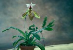 Paphiopedilum Lathamianum.jpg