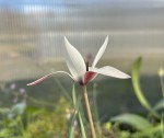 Tulipa clusiana_2025_a_resize.jpg