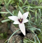 Tulipa clusiana_2025_b_resize.jpg