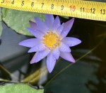 Nymphaea micrantha probably_a_resize.jpg
