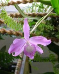 Laelia fidelensis.jpg