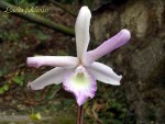 Laelia fidelensis.jpg